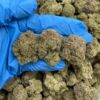 jolly ranchers weed strain