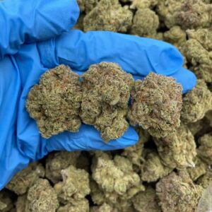 jolly ranchers weed strain