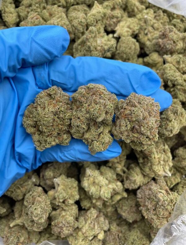 jolly ranchers weed strain