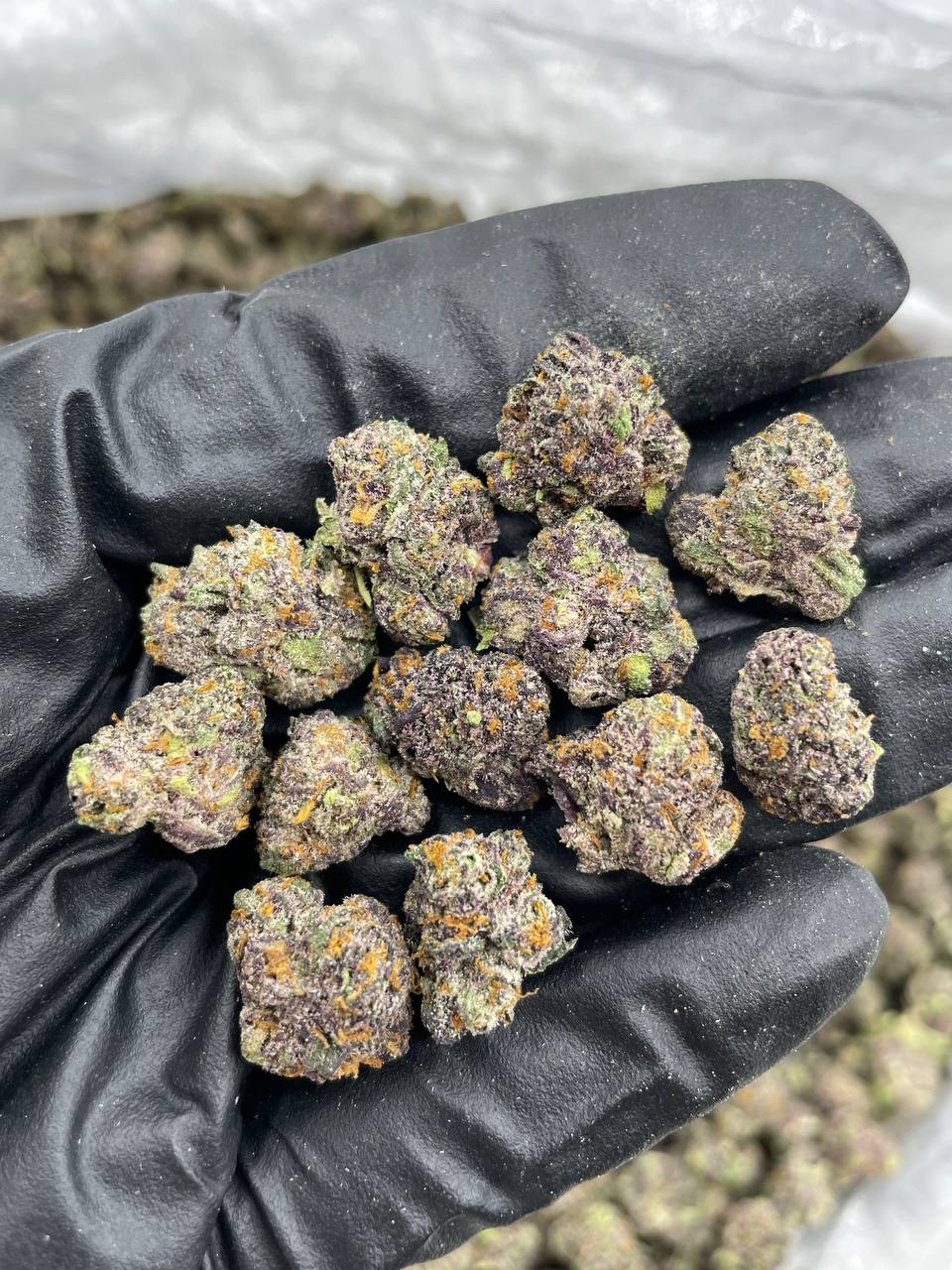lcg weed strain lcg weed strain