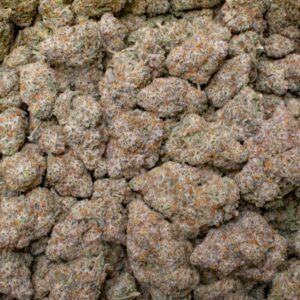black widow strain