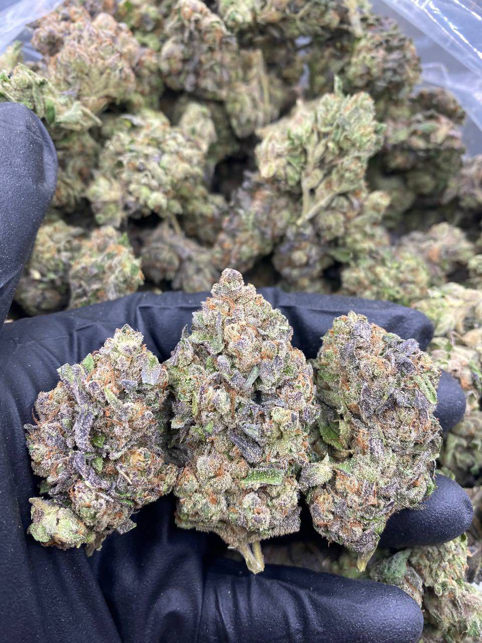 pink turbo runtz strain pink turbo runtz strain