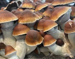 steel magnolia mushroom strain