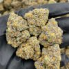 Rainbow Sharpie indoors cannabis strain