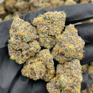 Rainbow Sharpie indoors cannabis strain