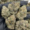 Pineapple Gobstoppers cannabis strain