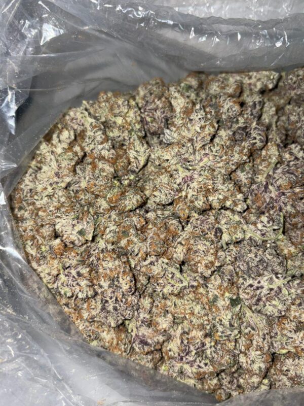 Sorry I Was Trapping cannabis strain