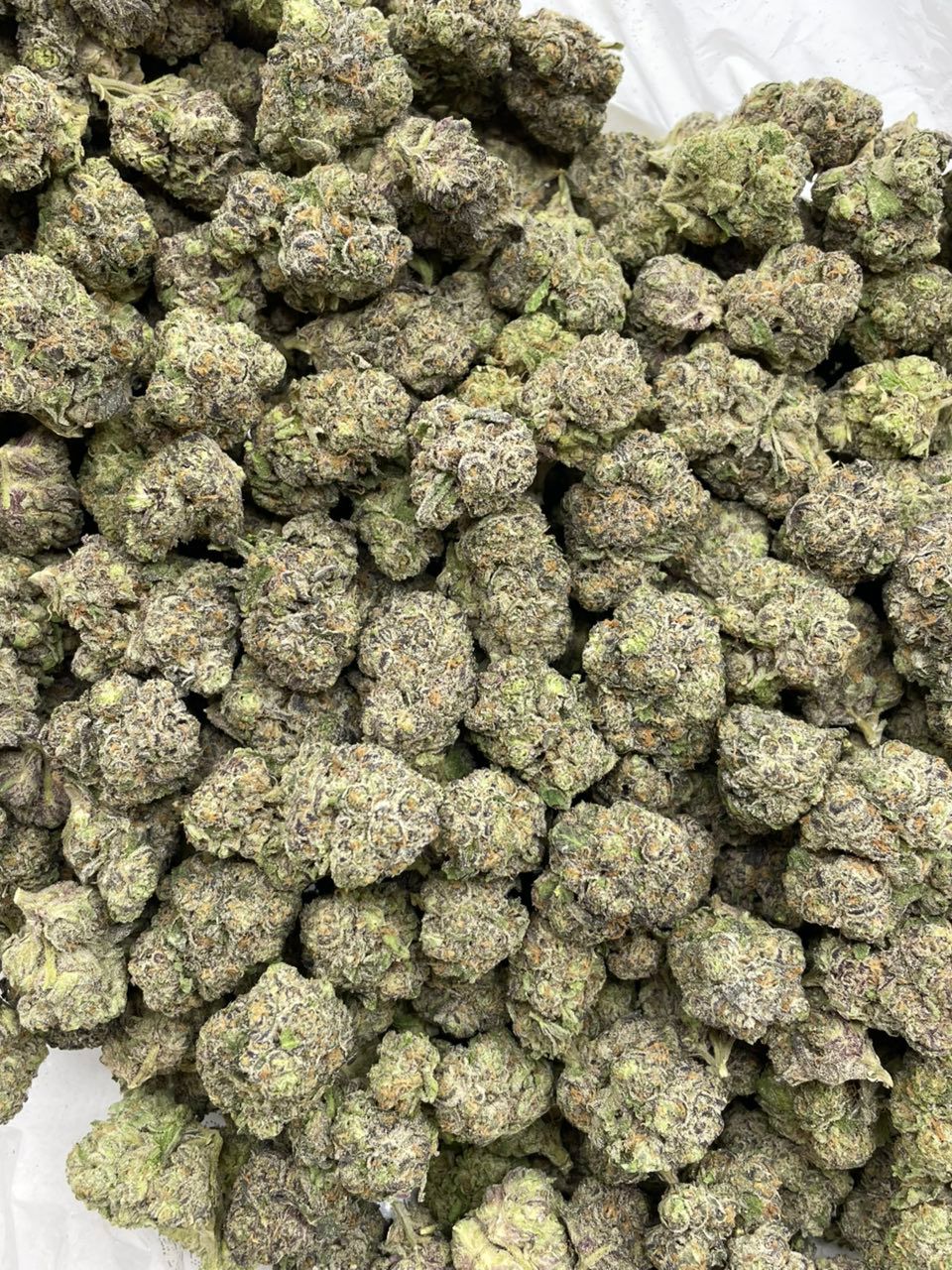 Black Cherry Nightshade mixed lights cannabis strain Black Cherry Nightshade mixed lights cannabis strain
