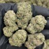 Black Cherry Nightshade mixed lights cannabis strain