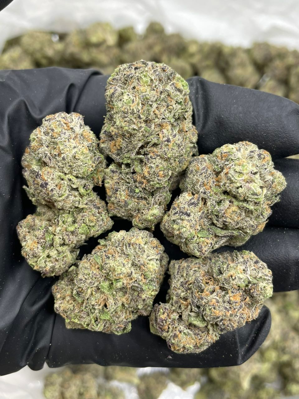 Black Cherry Nightshade mixed lights cannabis strain Black Cherry Nightshade mixed lights cannabis strain