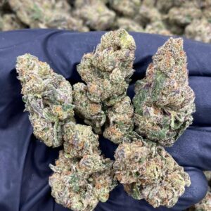 WATERMELON BELTS INDOOR cannabis strain