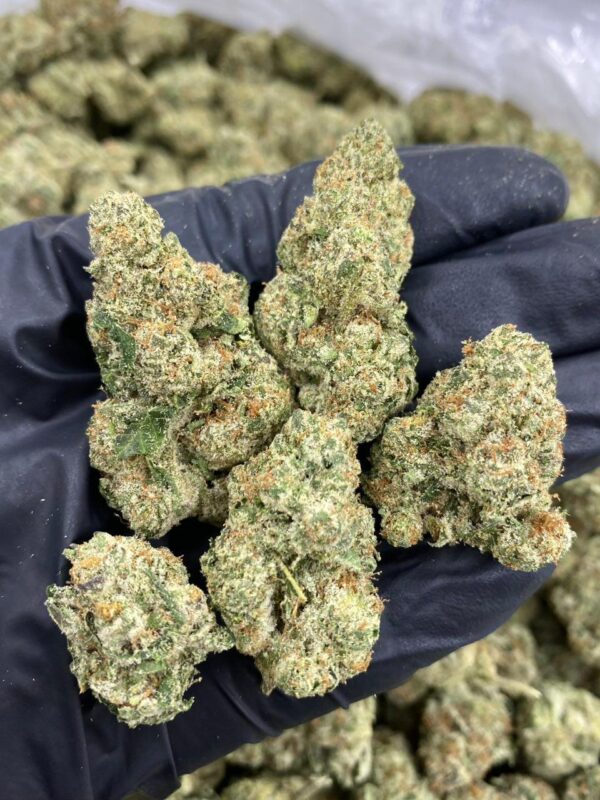 CEREAL MILK INDOORS cannabis strain