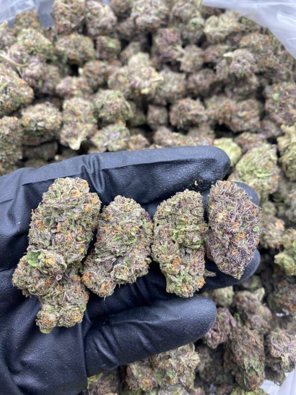 RECKLESS RUNTZ cannabis strain