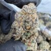 Tokyo Runtz cannabis strain