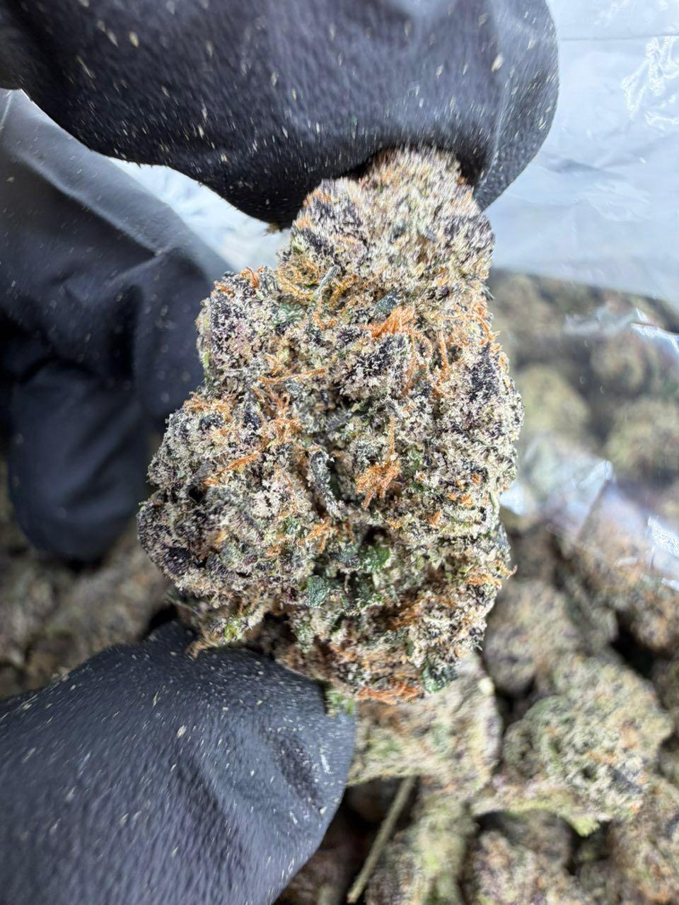 Tokyo Runtz cannabis strain Tokyo Runtz cannabis strain