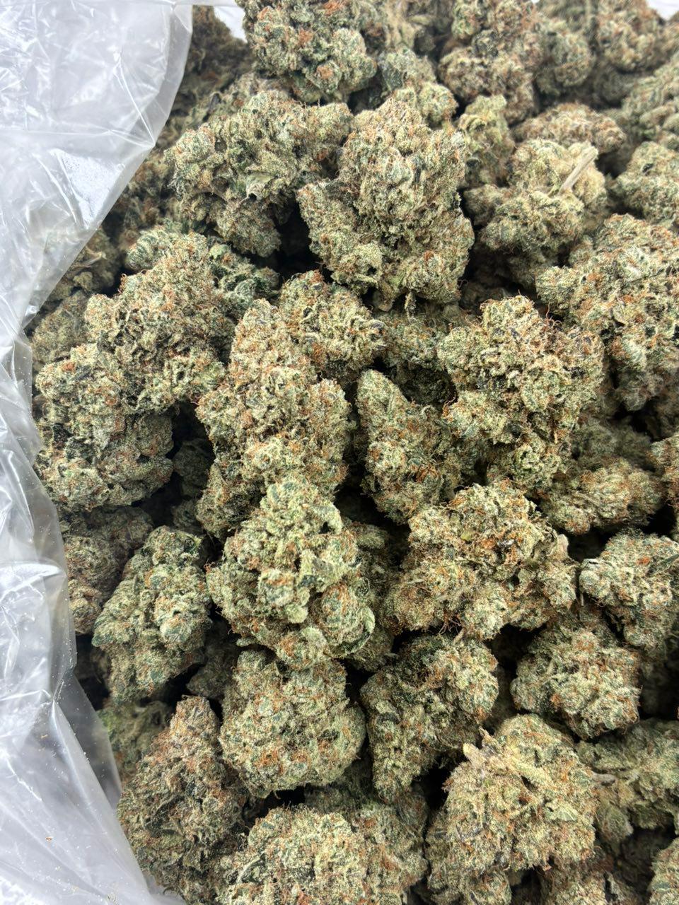 King Louie OG cannabis strainKing Louie OG cannabis strain King Louie OG cannabis strain