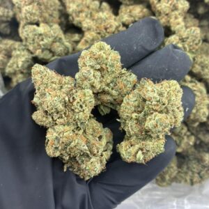 King Louie OG cannabis strain