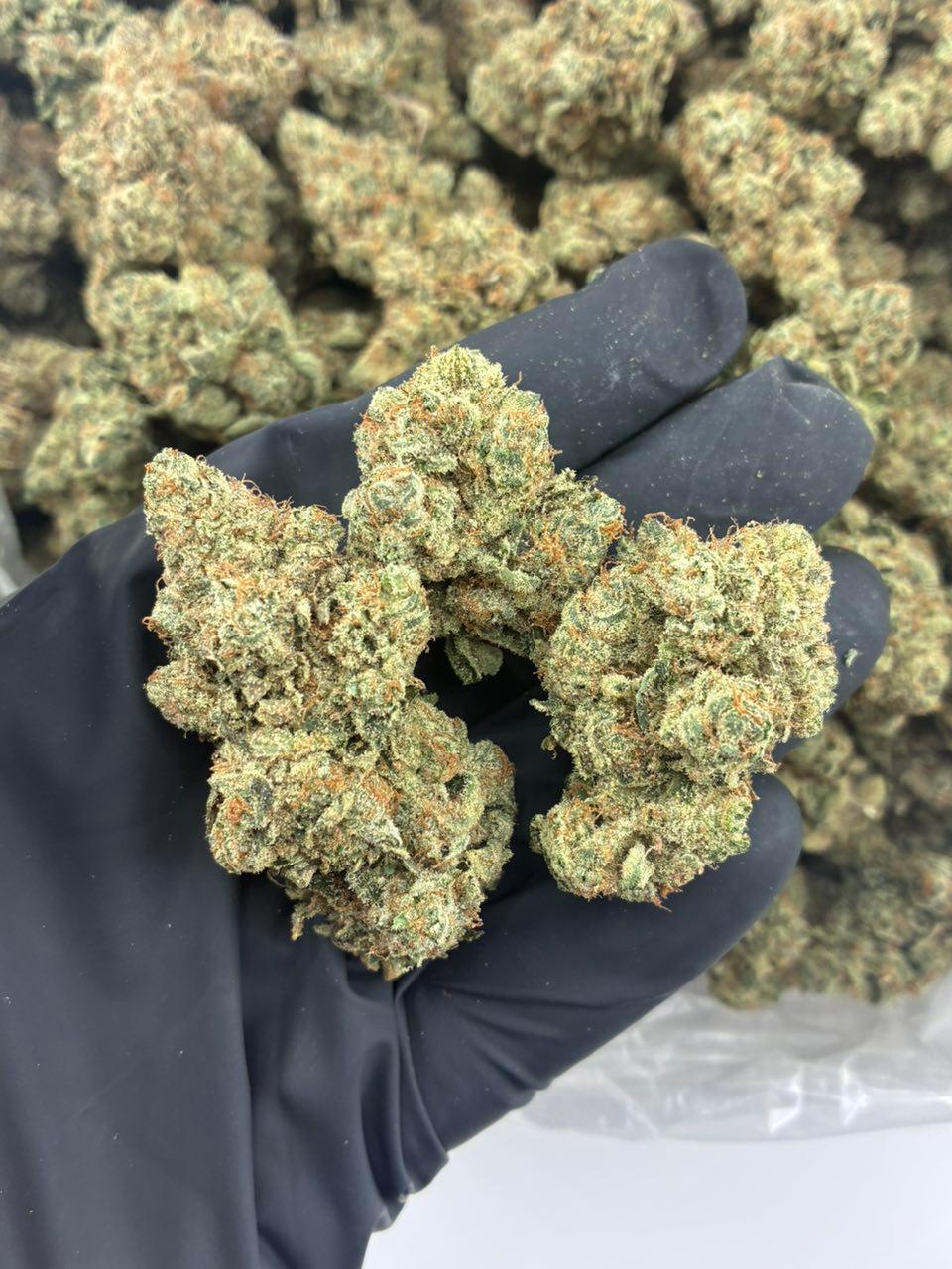 King Louie OG cannabis strain King Louie OG cannabis strain