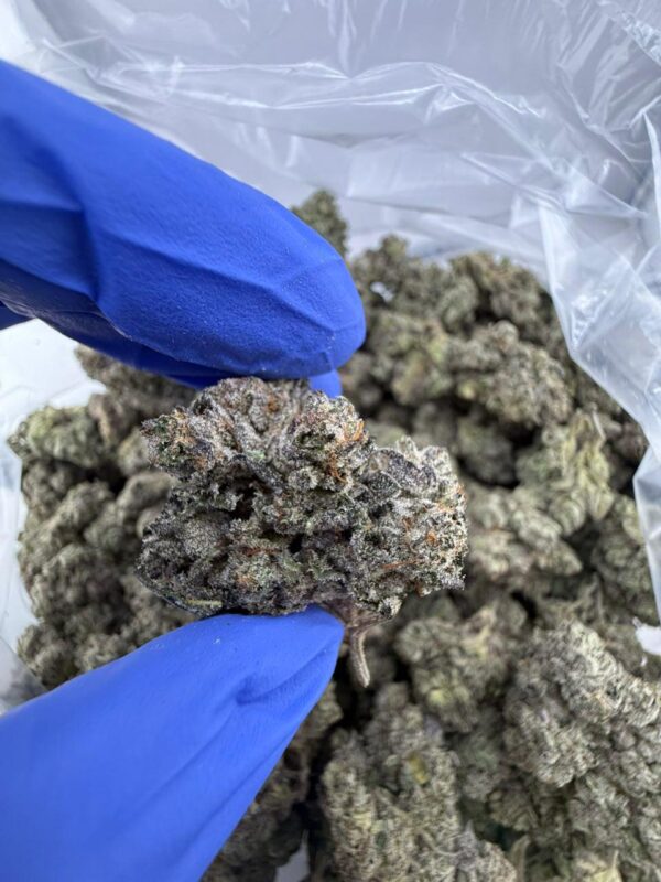 Sour power cannabis strain