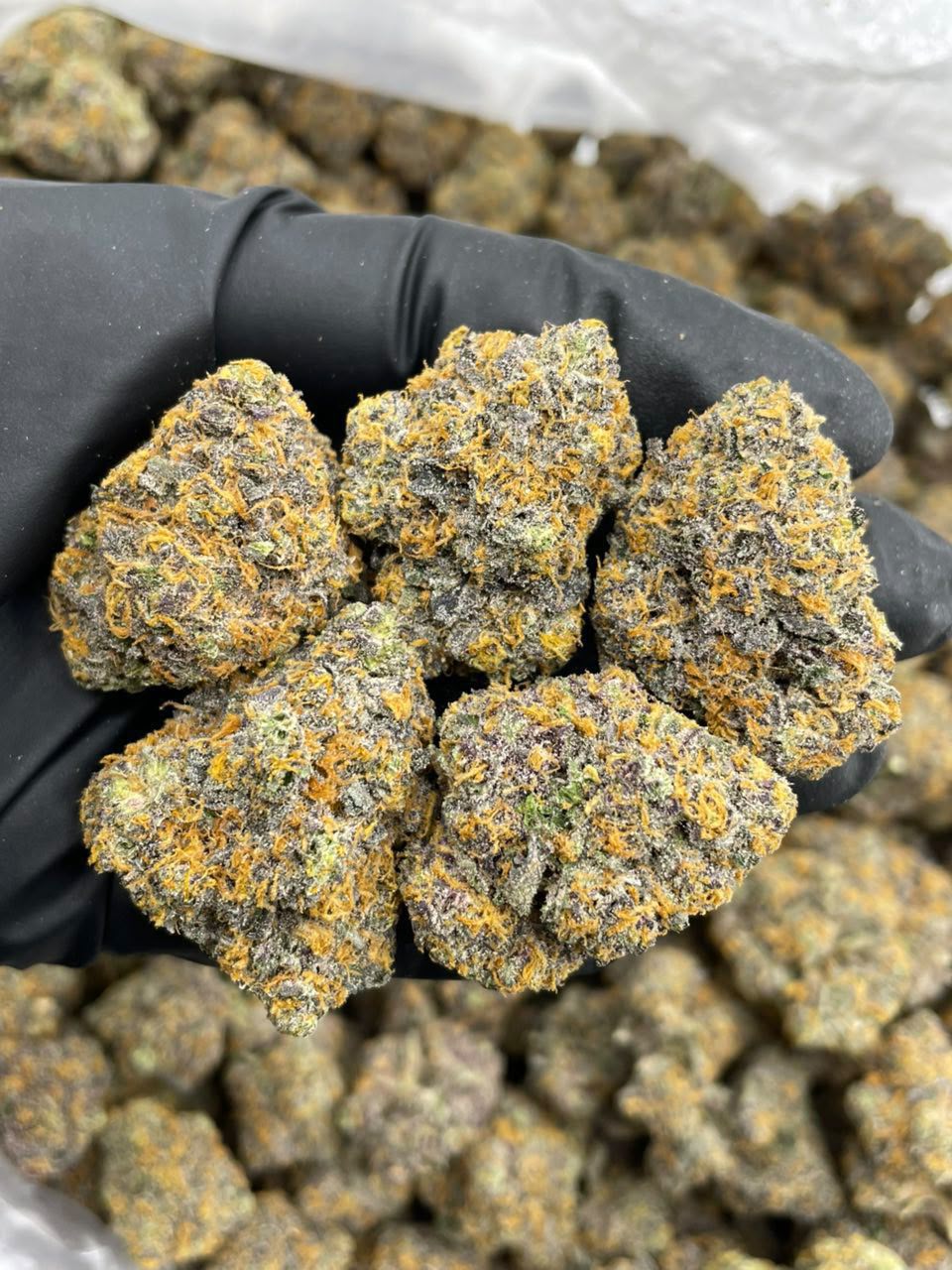 Magic Marker Indoor Cannabis Strain Magic Marker Indoor Cannabis Strain