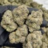 GIRL SCOUT ZOOKIES Cannabis Strain