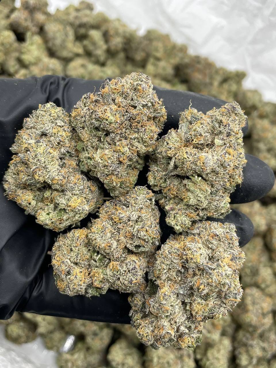 GIRL SCOUT ZOOKIES Cannabis Strain GIRL SCOUT ZOOKIES Cannabis Strain