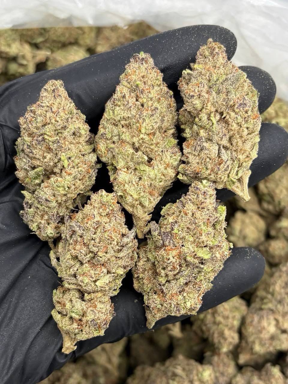 Alien Mac AAA+ Cannabis Strain Alien Mac AAA+ Cannabis Strain