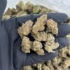 Forum Cookies Indoor Cannabis Strain
