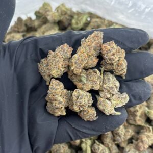Forum Cookies Indoor Cannabis Strain