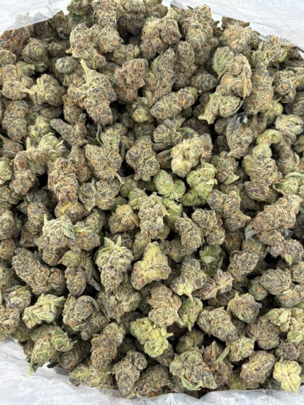 Forum Cookies Indoor Cannabis Strain